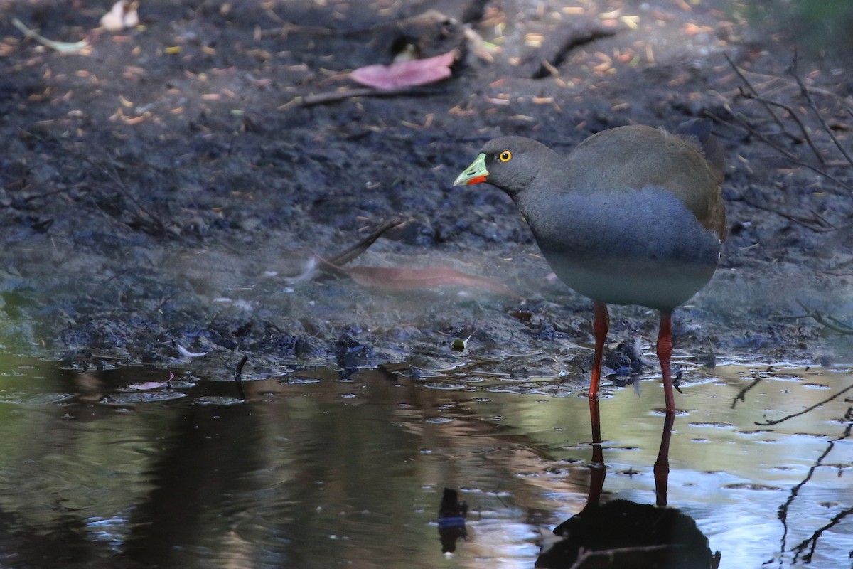 Black-tailed Nativehen - Alan Henry