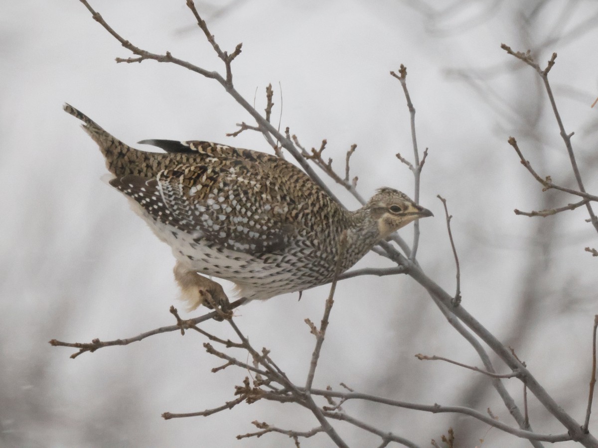 Sharp-tailed Grouse - ML612578318