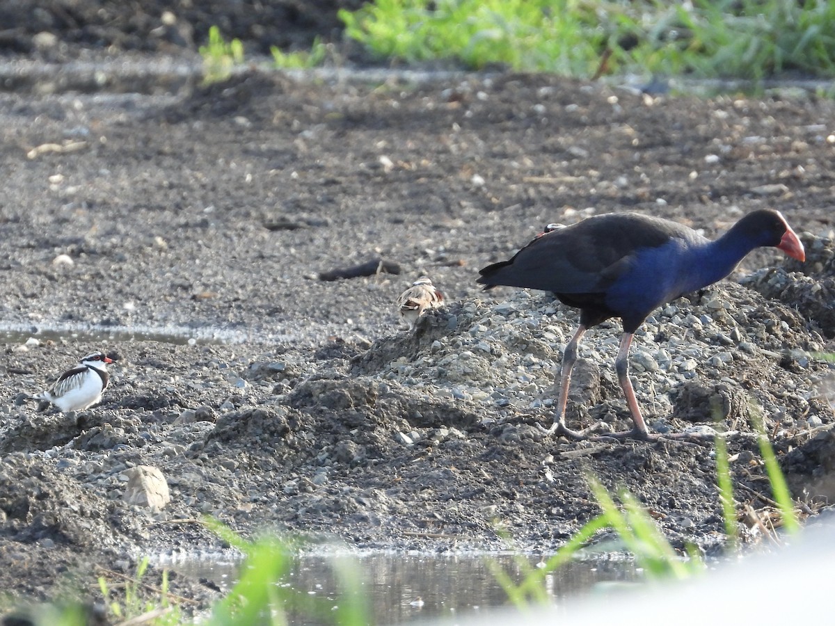 Australasian Swamphen - ML612578390