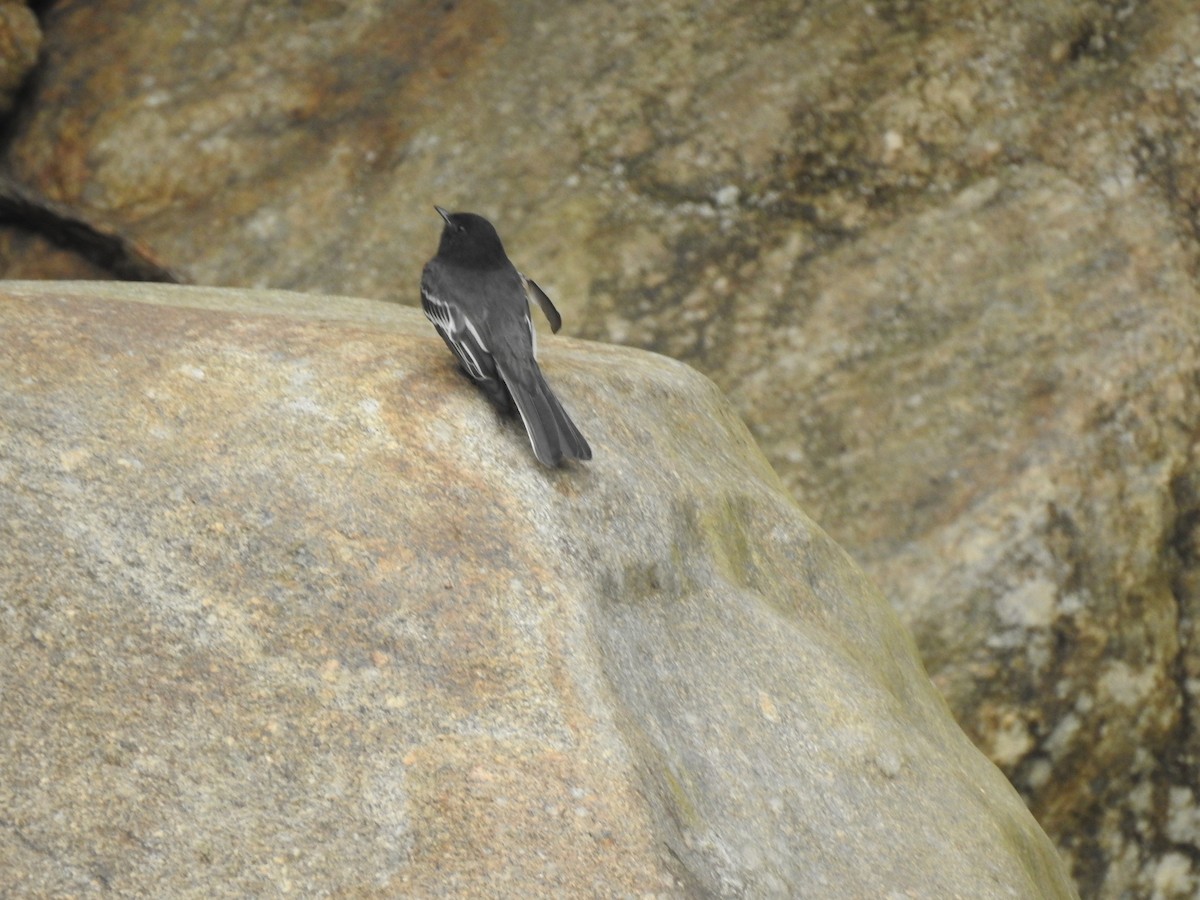 Black Phoebe - Fredy Ramón Castillo