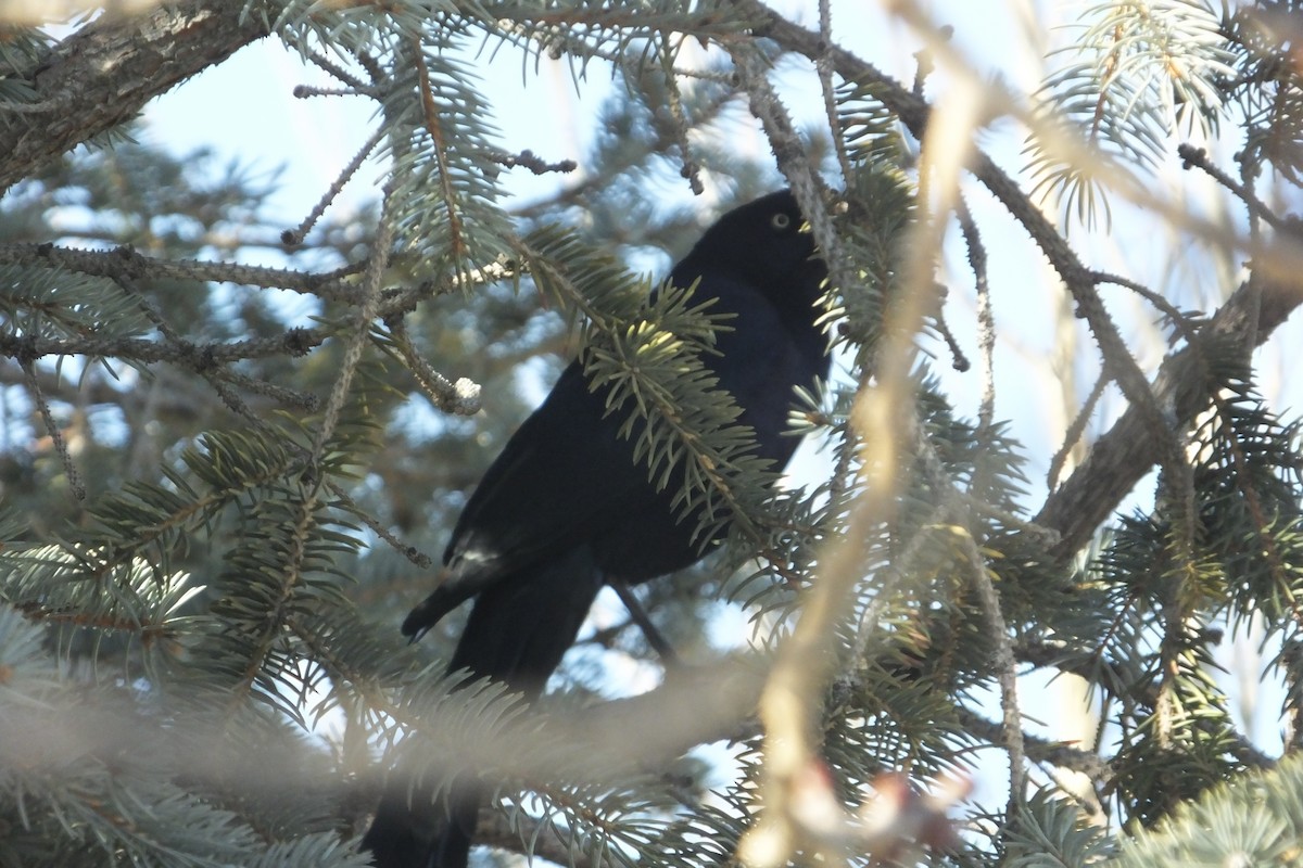 Great-tailed Grackle - Dave Hanscom