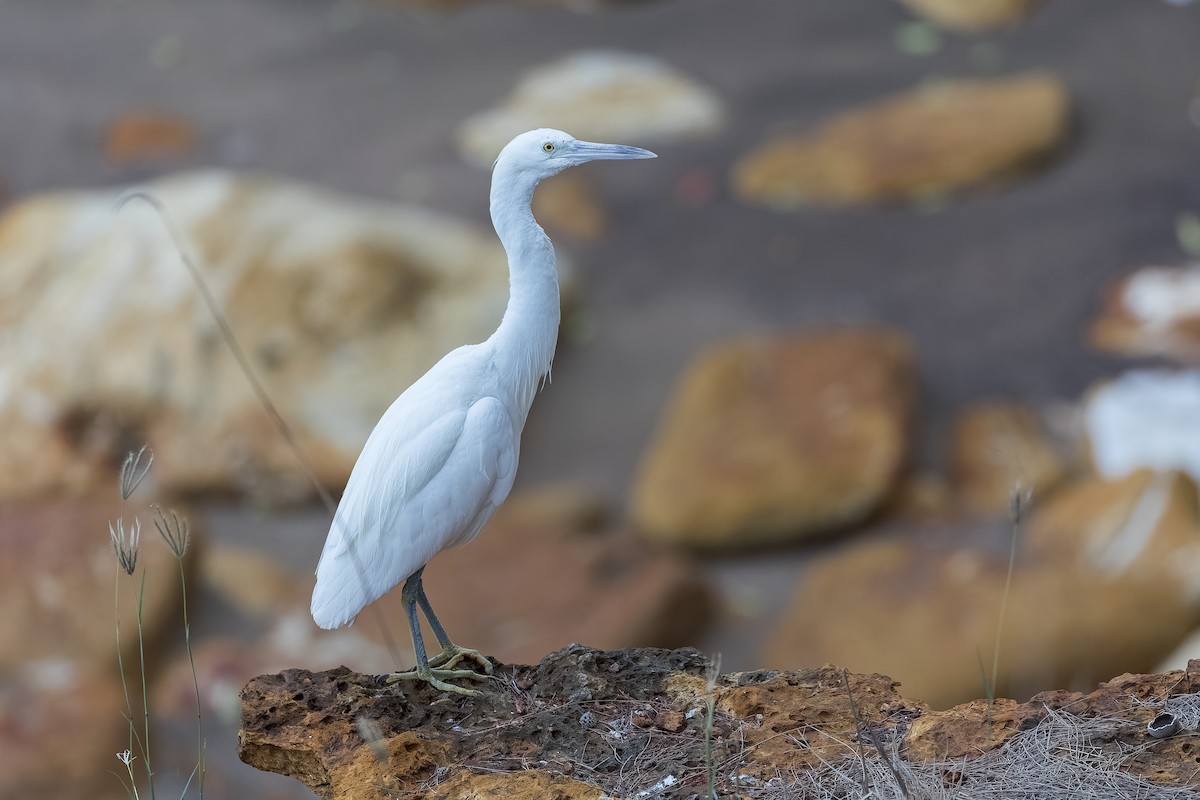 Pacific Reef-Heron - ML612578470