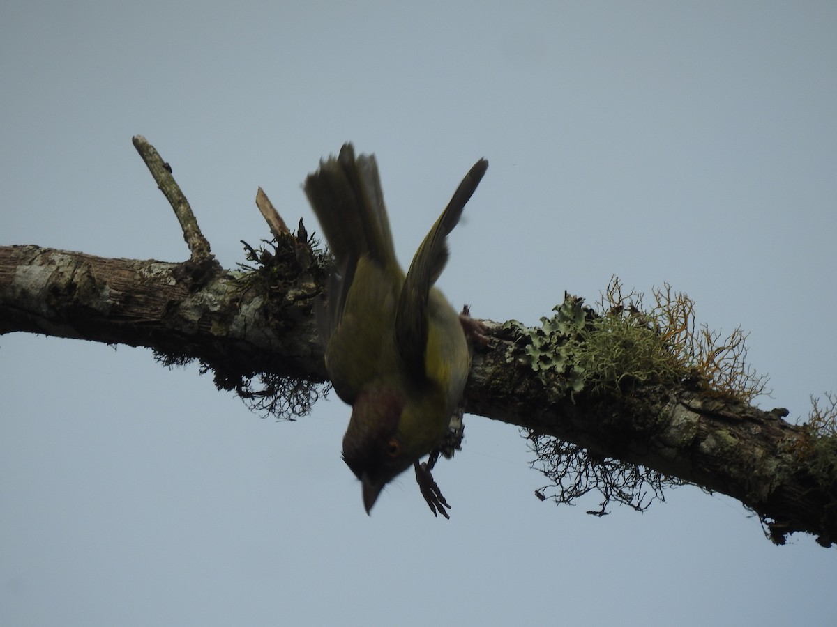 Rufous-browed Peppershrike - ML612578473