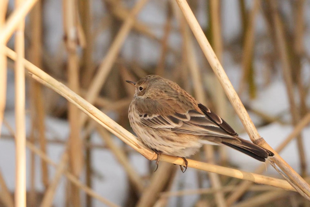 Water Pipit - ML612578514
