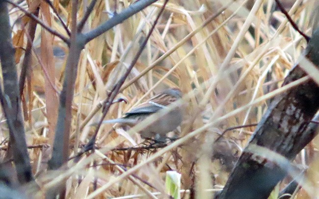 American Tree Sparrow - ML612578556