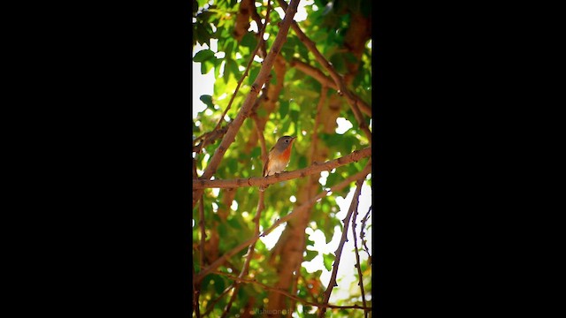 Red-breasted Flycatcher - ML612578559