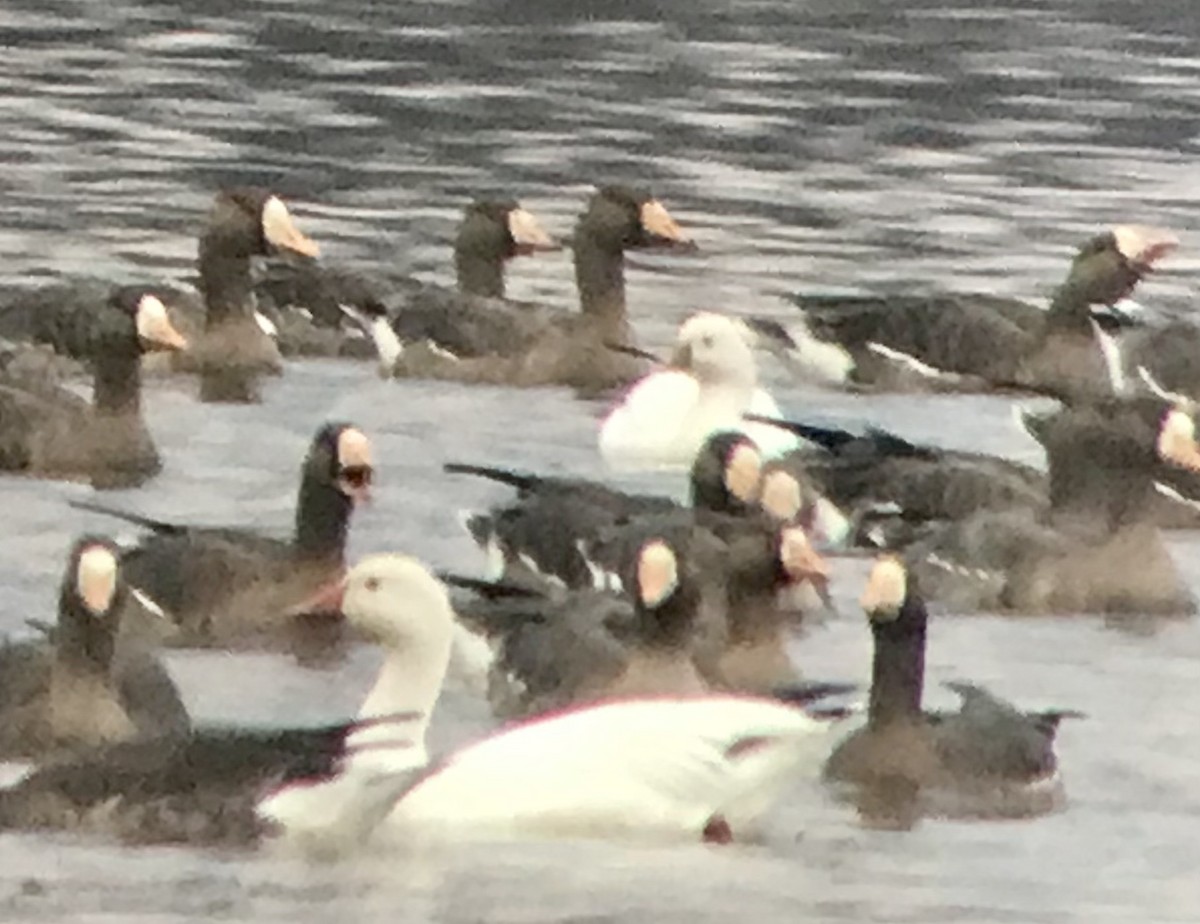 Ross's Goose - Mark Greene