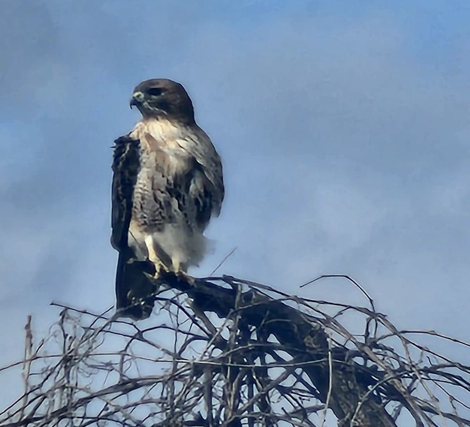 Red-tailed Hawk (borealis) - ML612578613