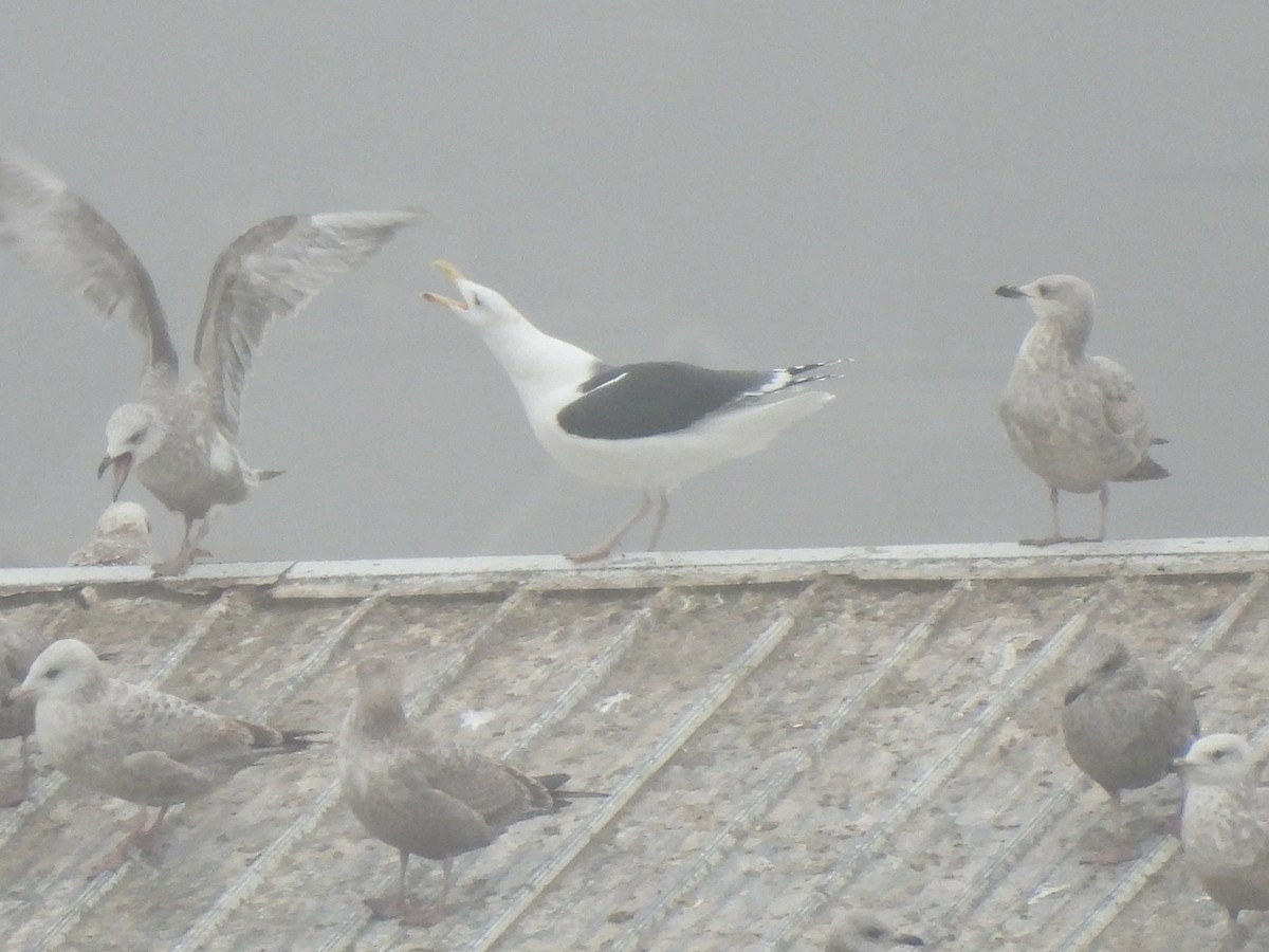 Great Black-backed Gull - ML612578656