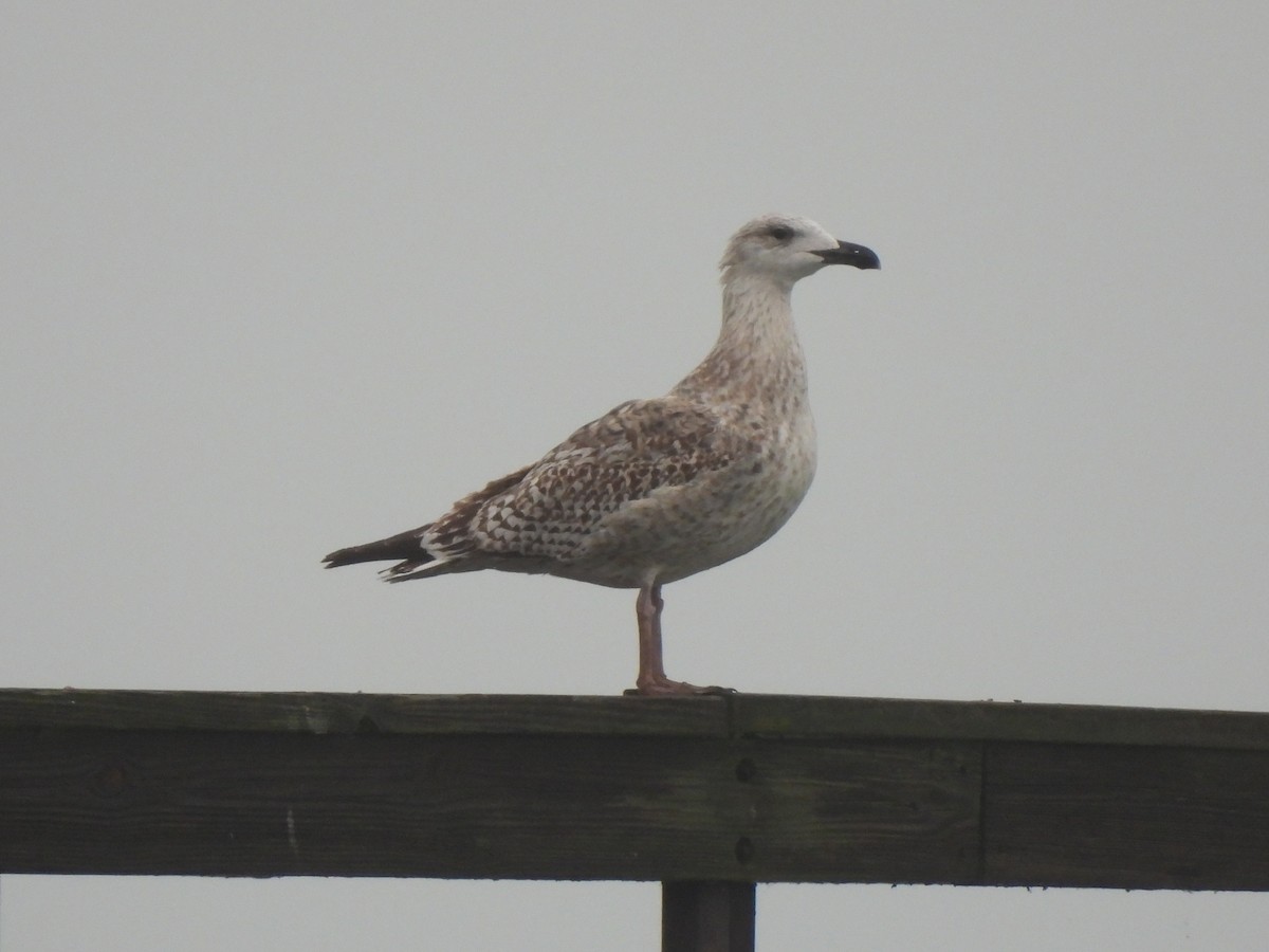 Great Black-backed Gull - ML612578665