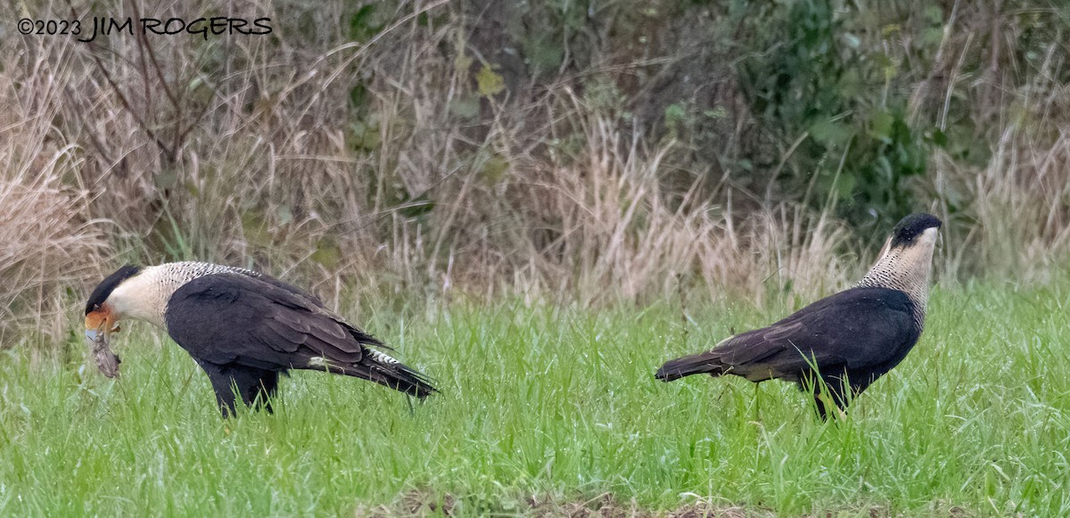 Crested Caracara - ML612578674