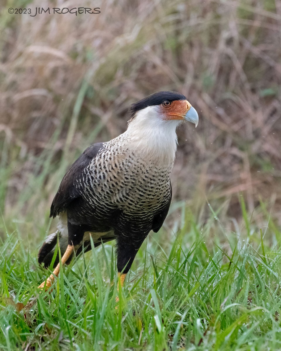 Crested Caracara - ML612578675