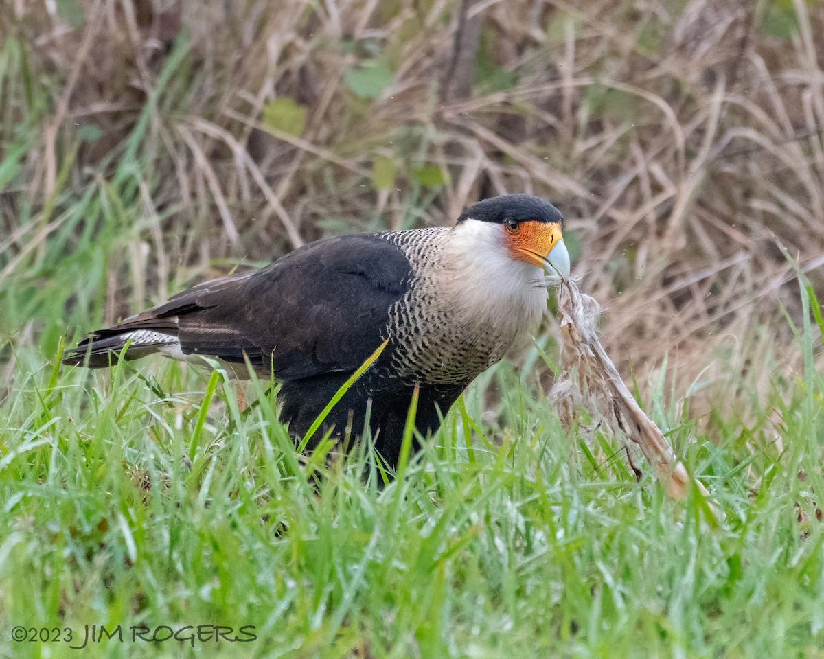 Crested Caracara - ML612578676