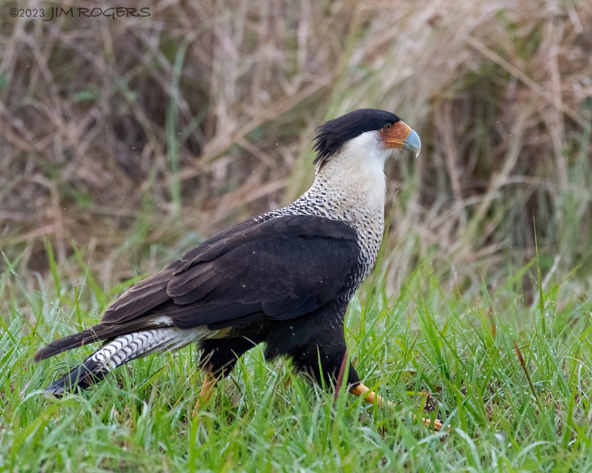 Crested Caracara - ML612578677
