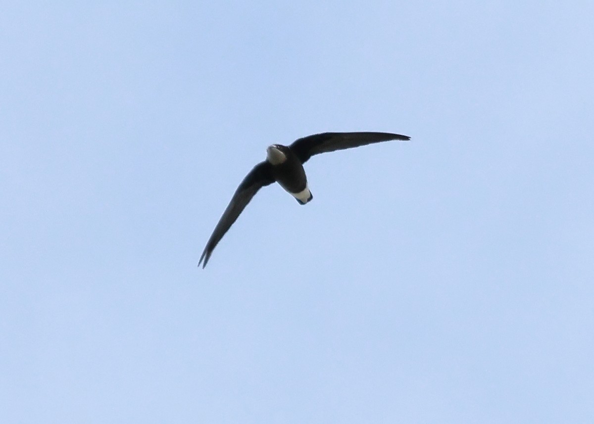 White-throated Needletail - Michael Rutkowski