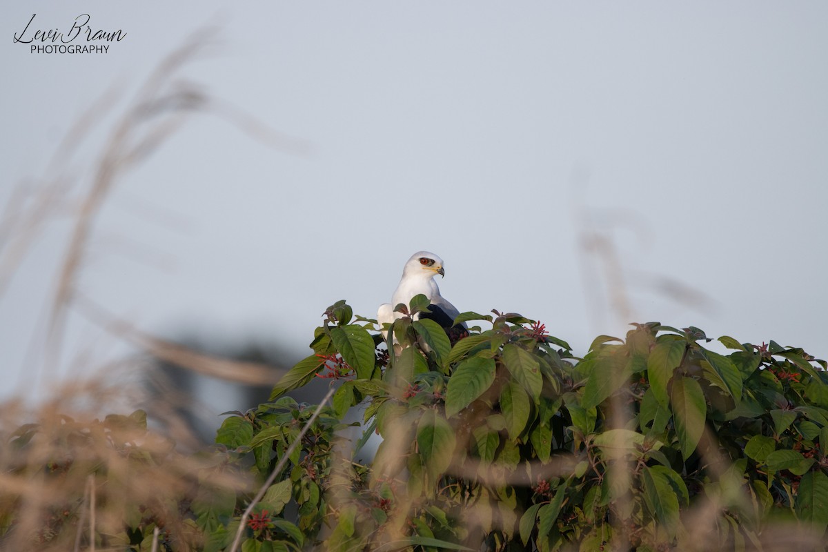 White-tailed Kite - ML612578755