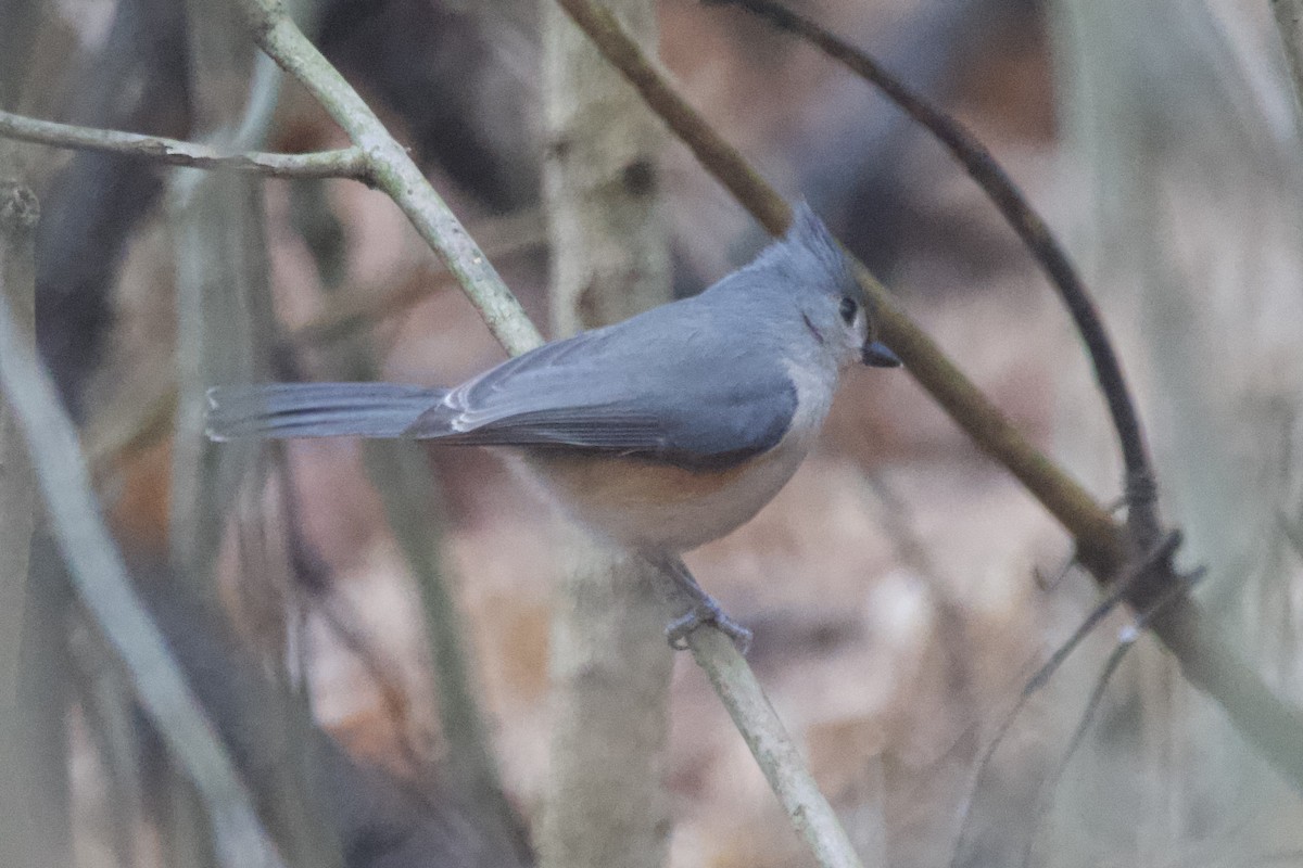 Tufted Titmouse - ML612578763