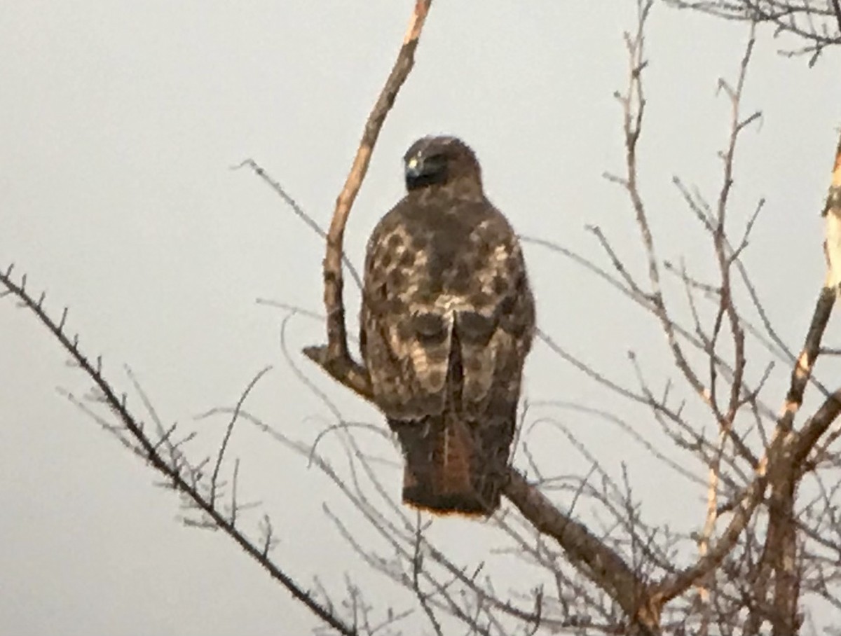 Red-tailed Hawk (calurus/abieticola) - ML612578779