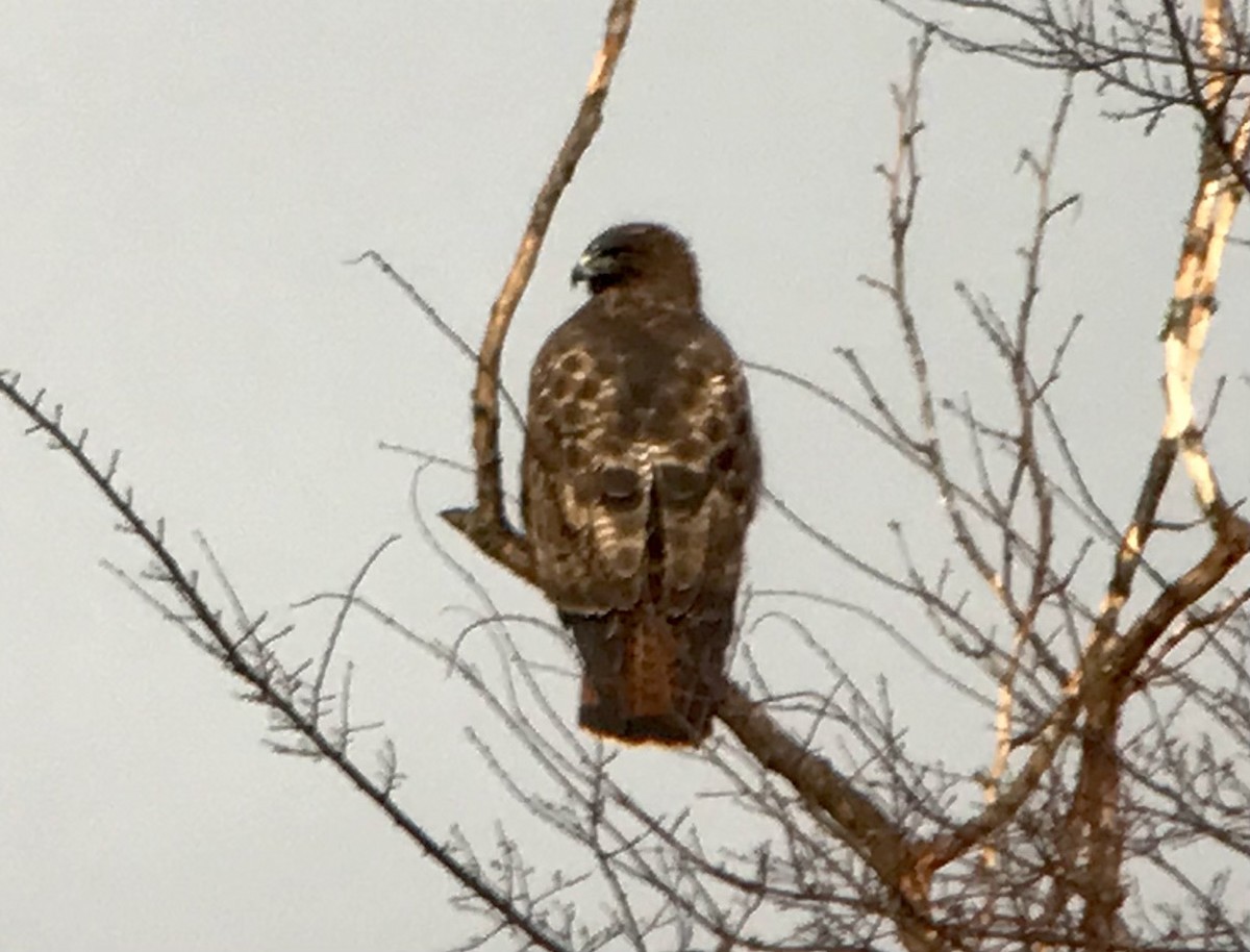 Red-tailed Hawk (calurus/abieticola) - ML612578780