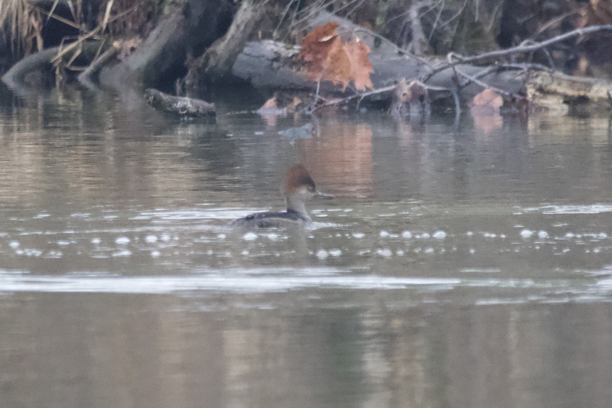 Hooded Merganser - ML612578783