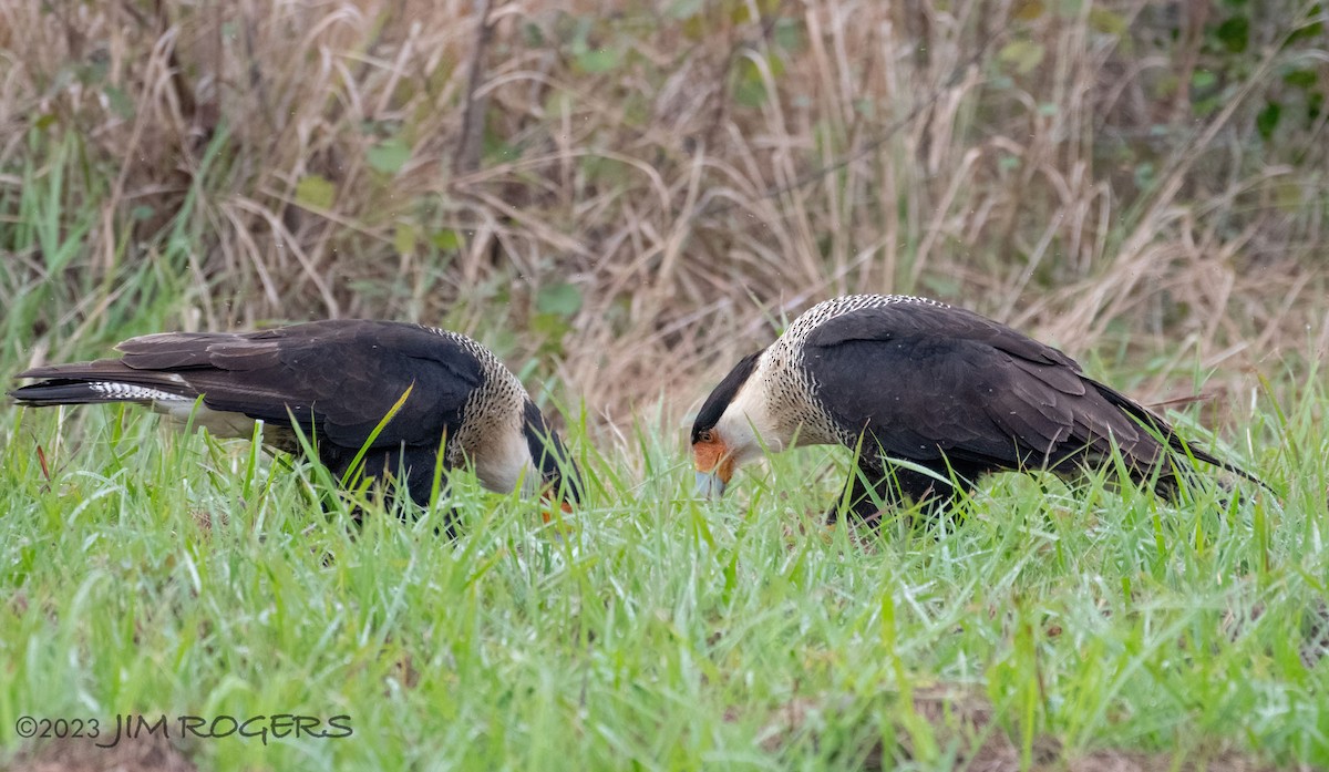 Crested Caracara - ML612578788