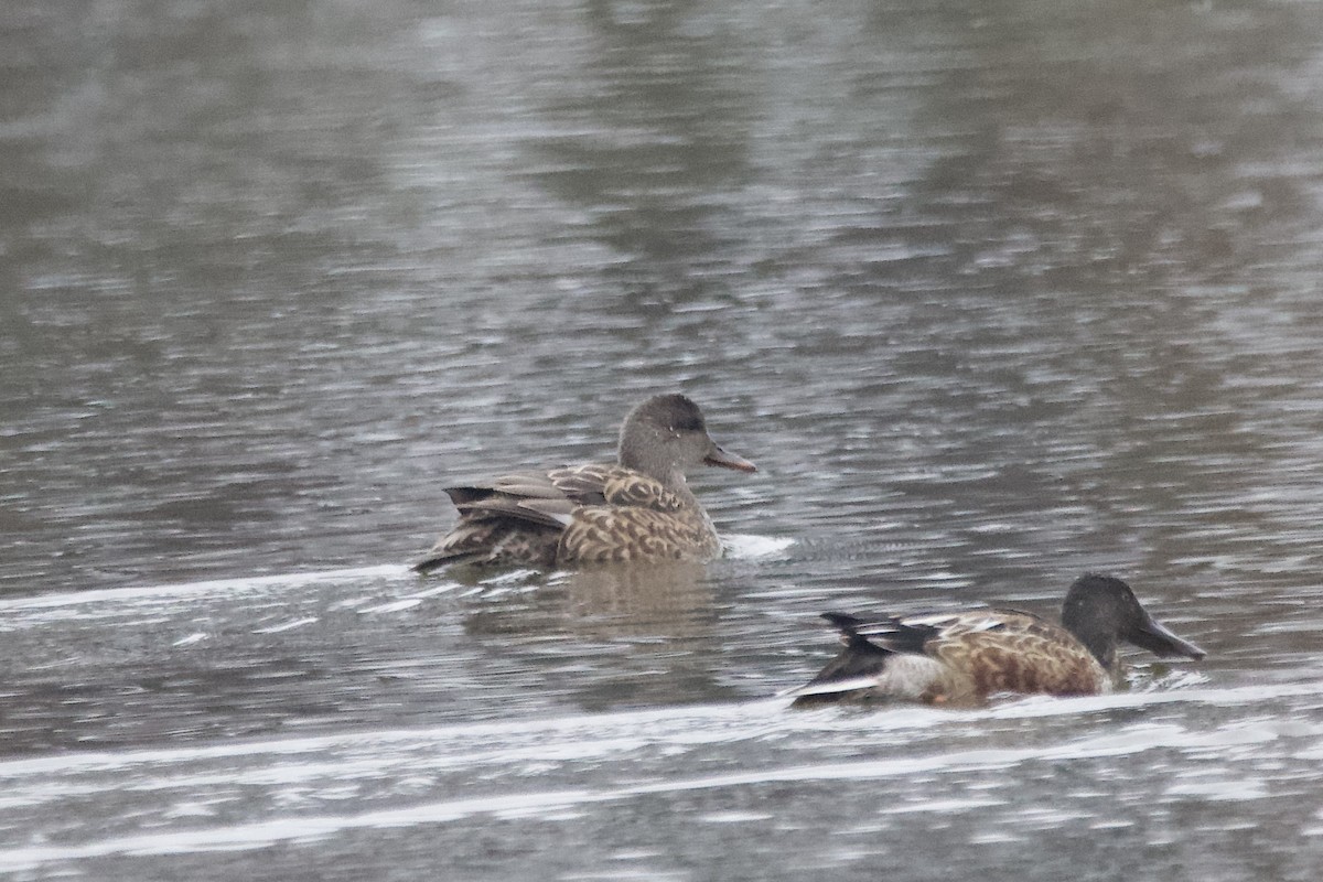 Gadwall - ML612578791