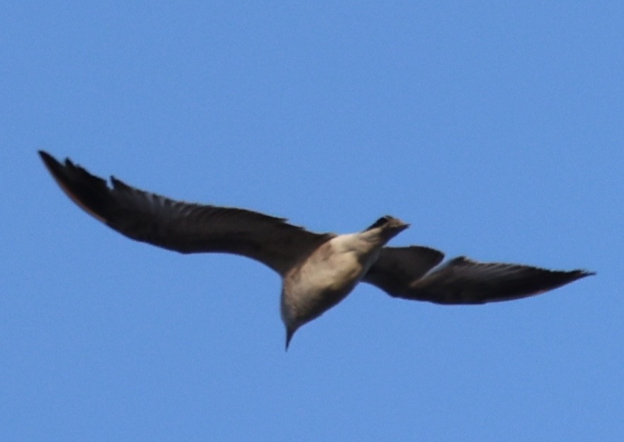 Ring-billed Gull - ML612578835