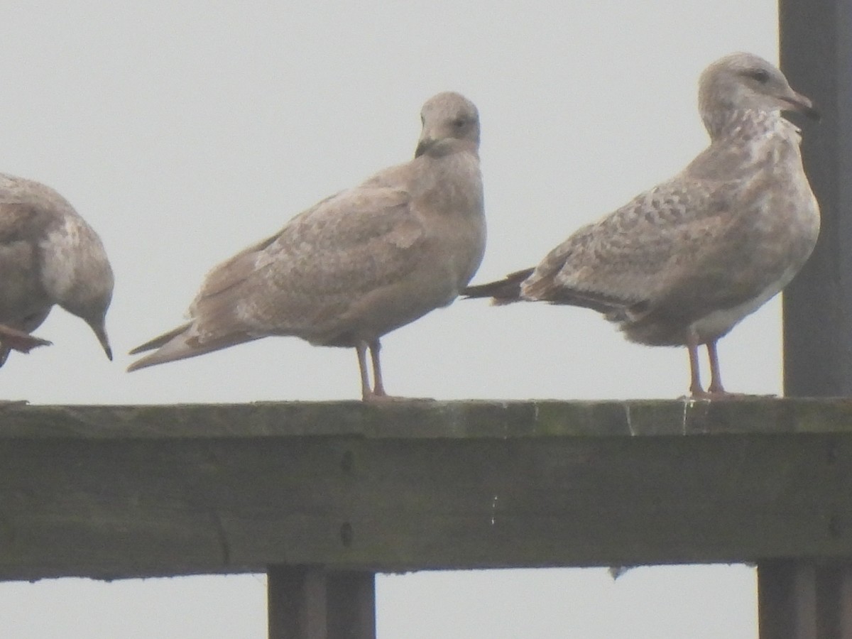 Iceland Gull - ML612578902