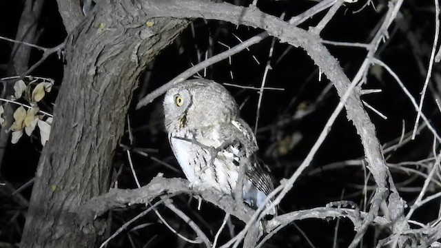 Eastern Screech-Owl - ML612578944