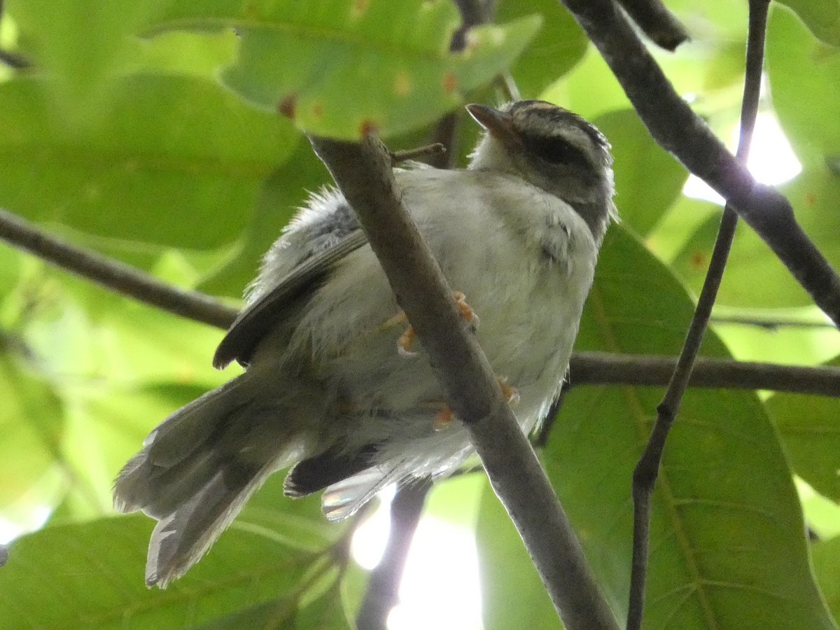 Paruline à couronne dorée (hypoleucus) - ML612579049