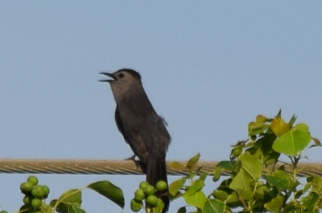 Pájaro Gato Gris - ML61257911