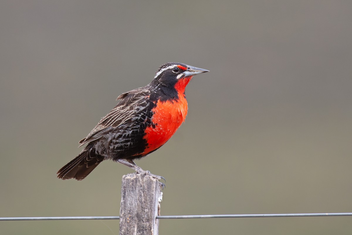 Long-tailed Meadowlark - Valentín González Feltrup