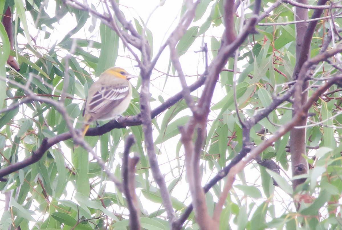 Bullock's Oriole - ML612579144