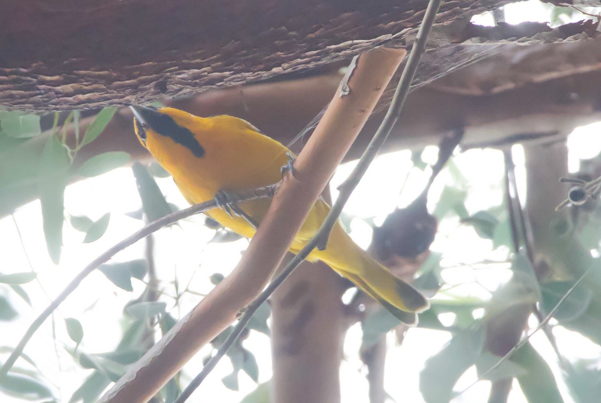 Bullock's Oriole - ML612579145