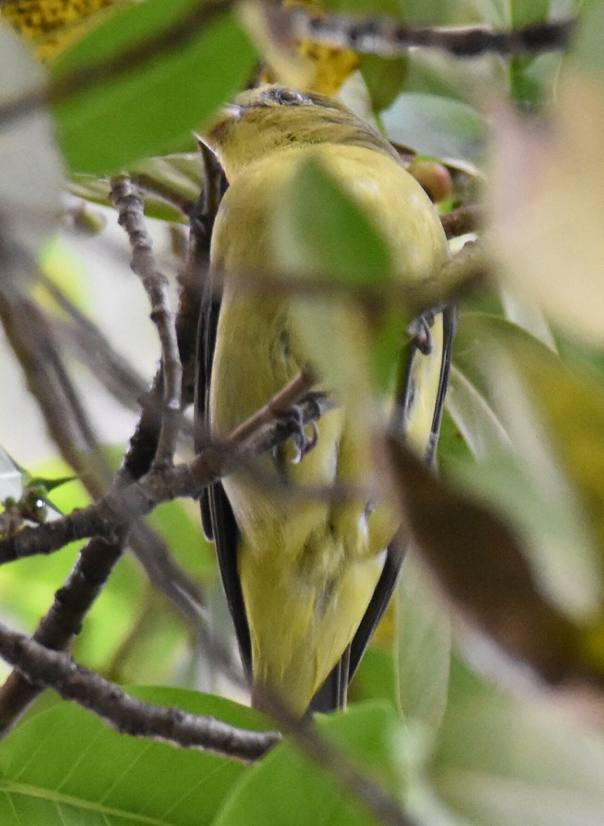 tanager sp. (Piranga sp.) - ML612579161