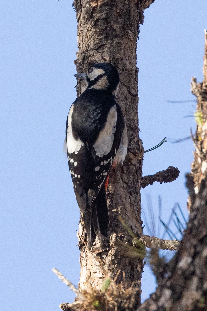 Great Spotted Woodpecker - ML612579188