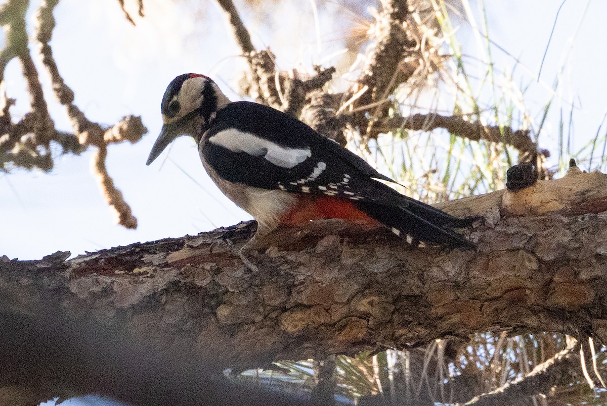 Great Spotted Woodpecker - ML612579189
