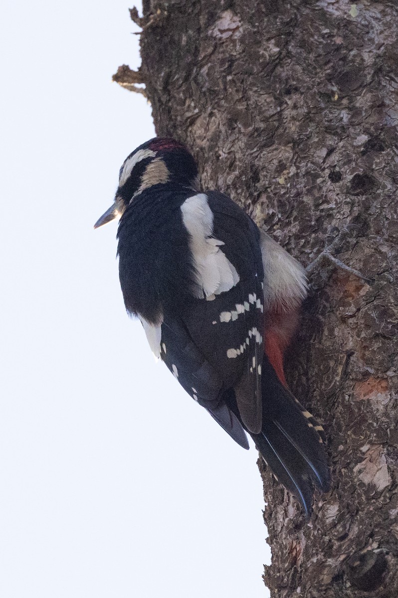 Great Spotted Woodpecker - ML612579191
