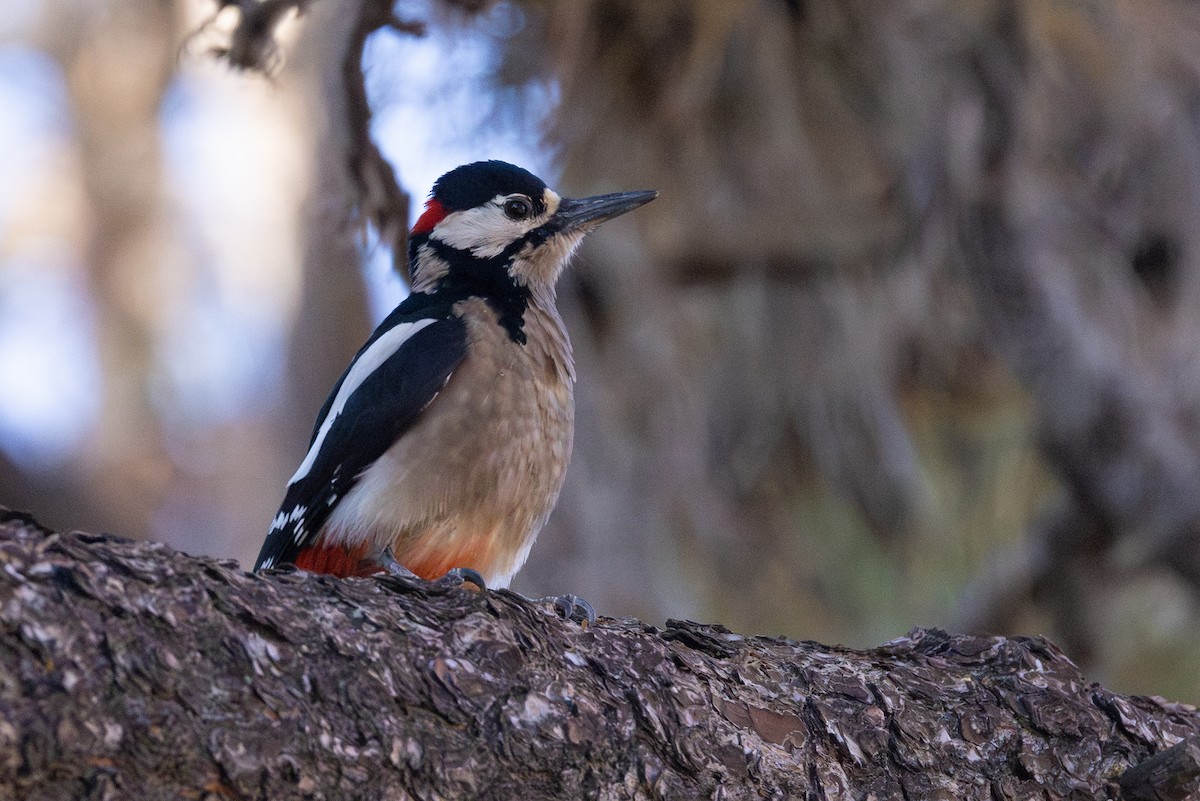 Great Spotted Woodpecker - ML612579192