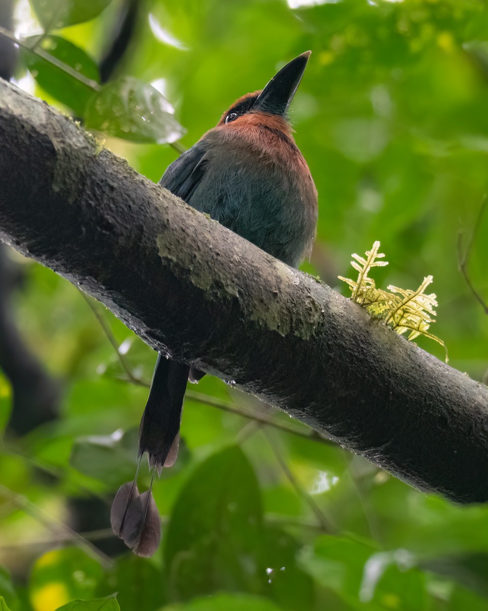 Broad-billed Motmot - ML612579214