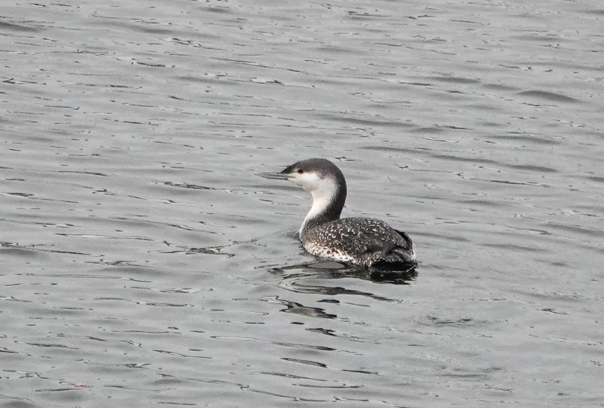 Red-throated Loon - ML612579236