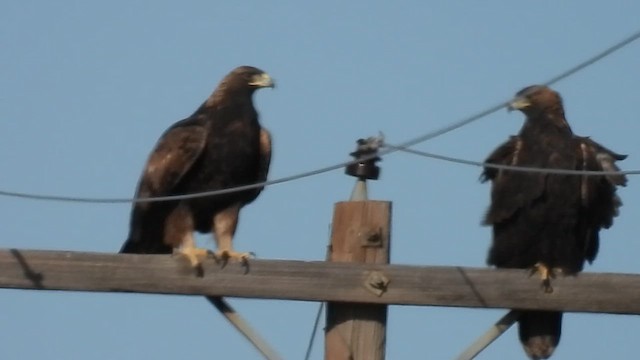 Golden Eagle - ML612579270