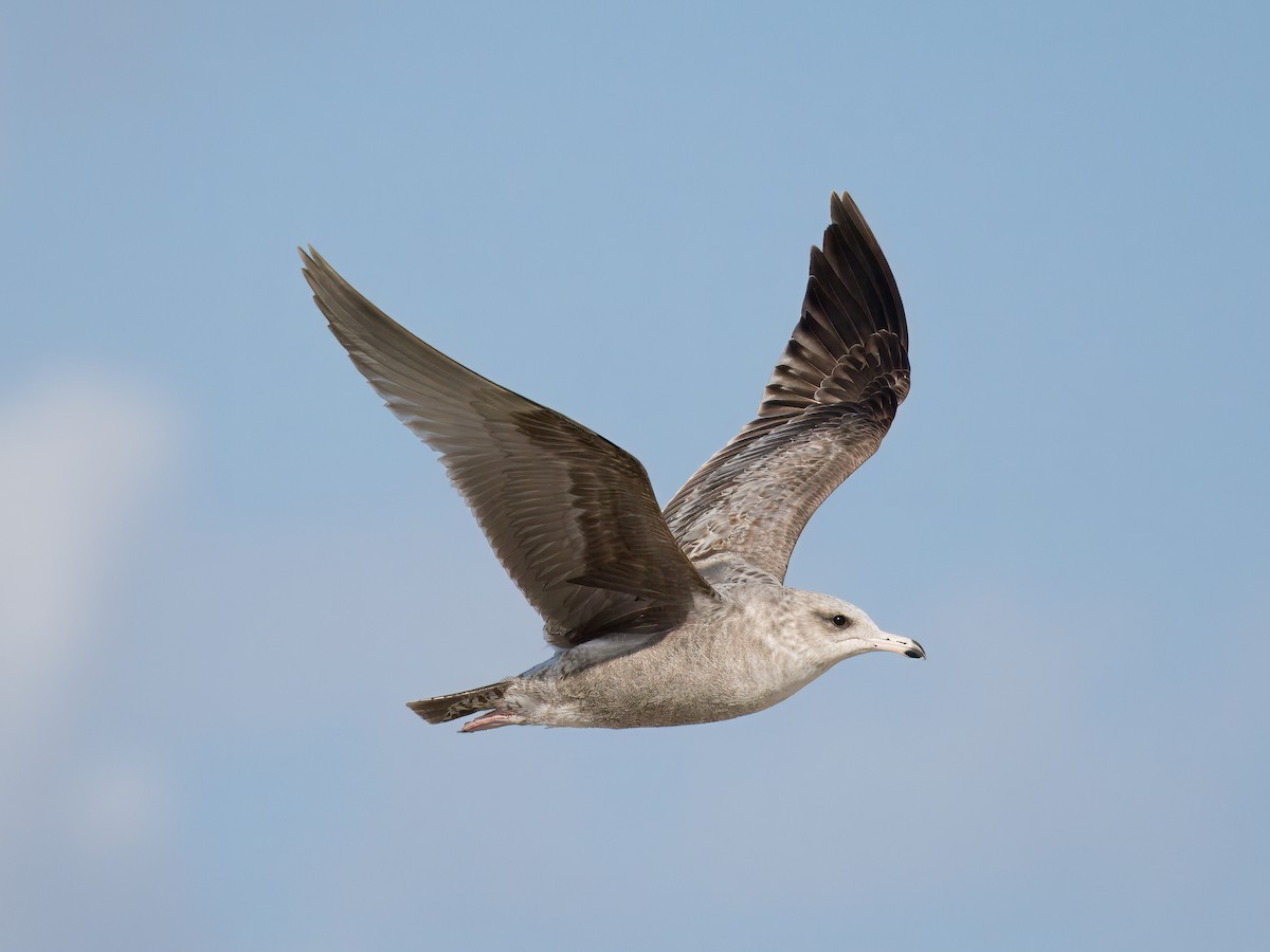 California Gull - Cin-Ty Lee