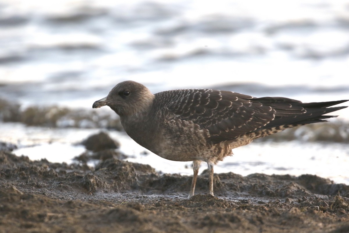 Long-tailed Jaeger - ML612579291