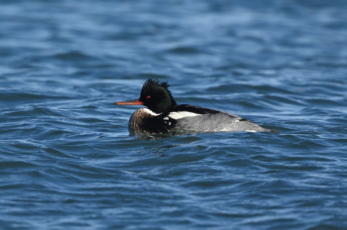 Red-breasted Merganser - Dan O'Brien