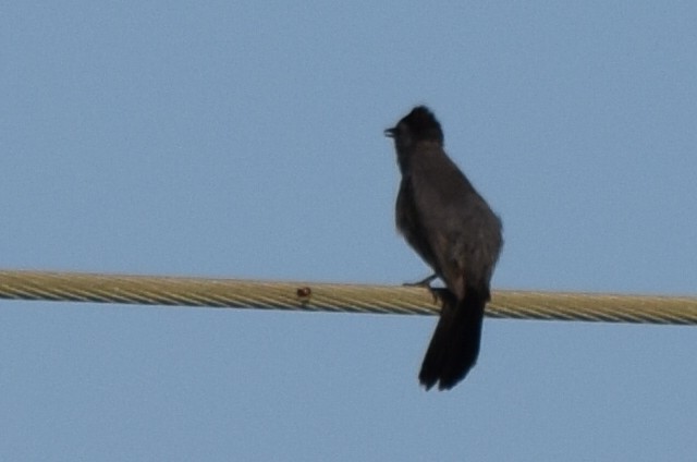 Gray Catbird - Nancy Price