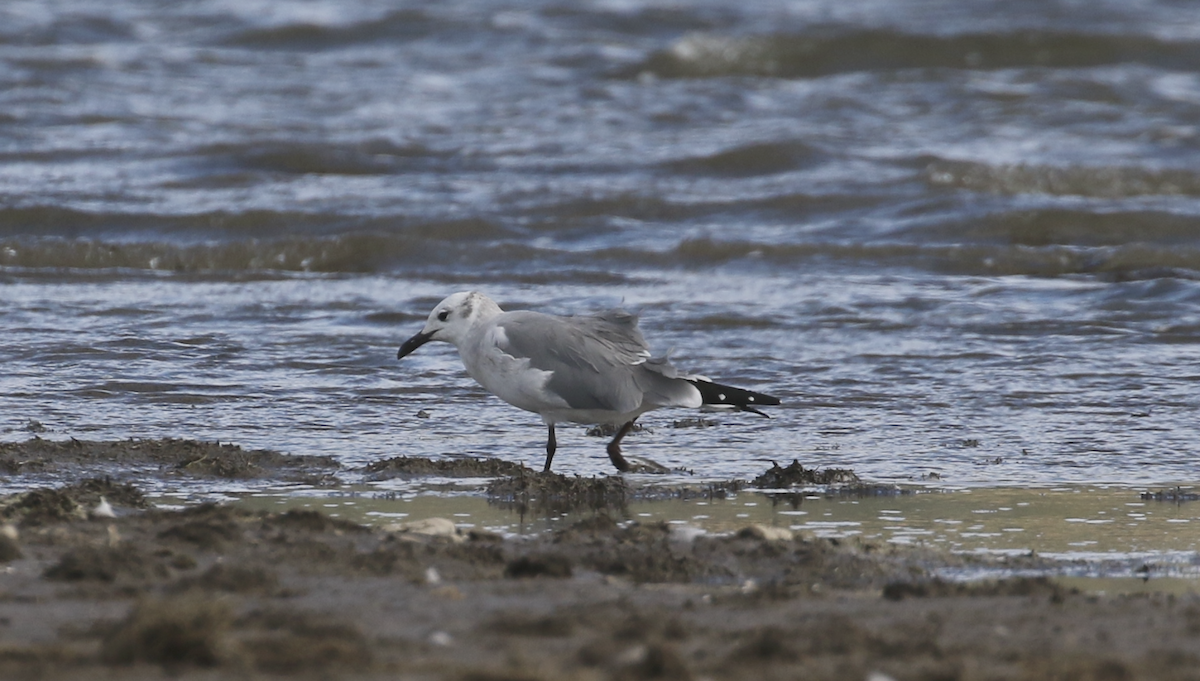 Laughing Gull - Nick Vinciguerra