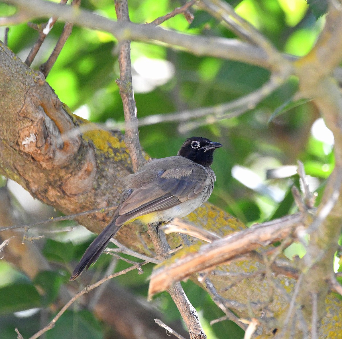 White-spectacled Bulbul - ML612579355