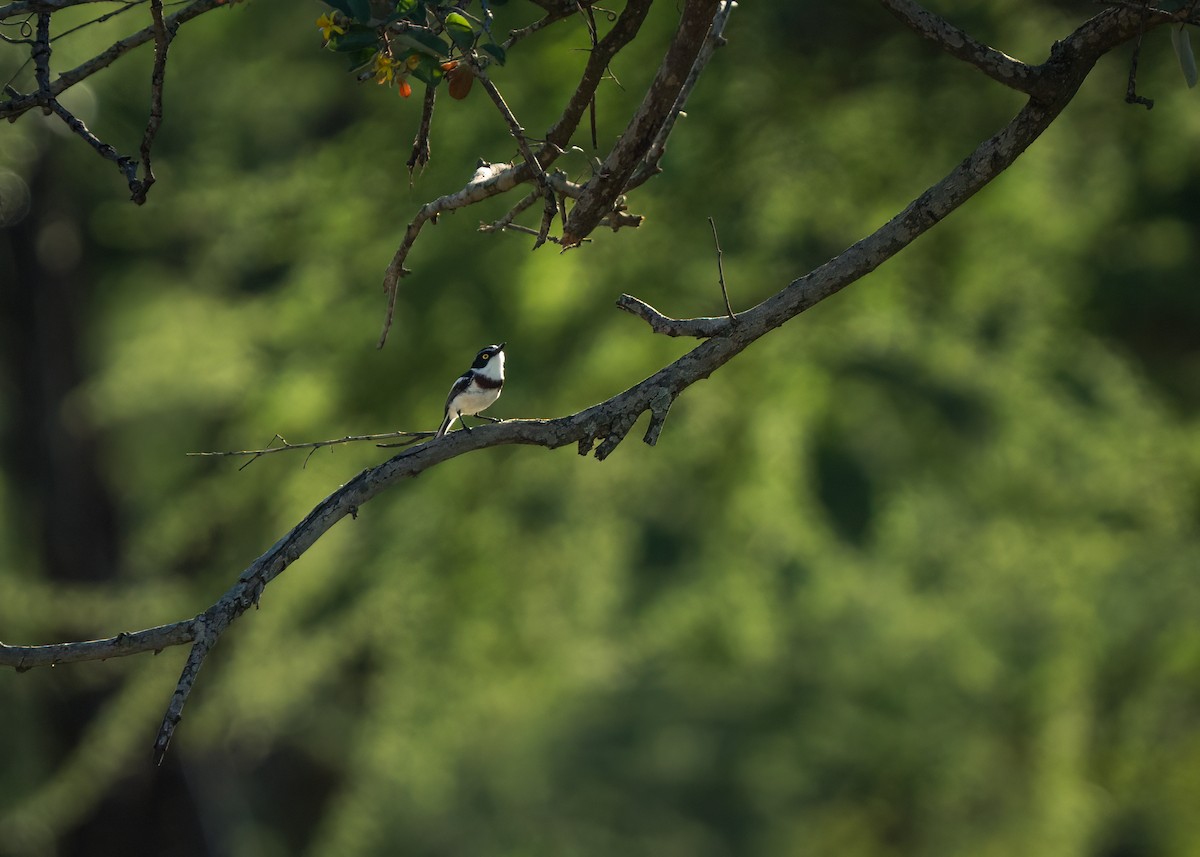 Eastern Black-headed Batis - ML612579416