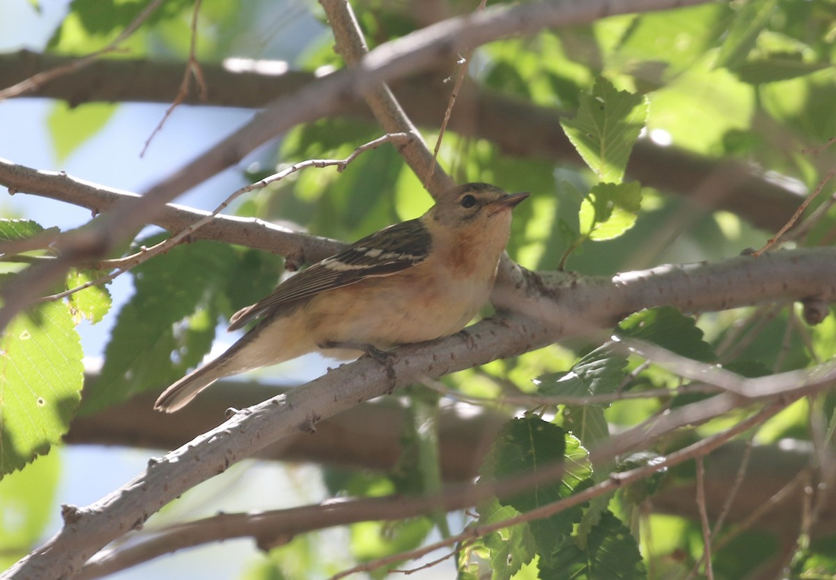 Bay-breasted Warbler - Nick Vinciguerra